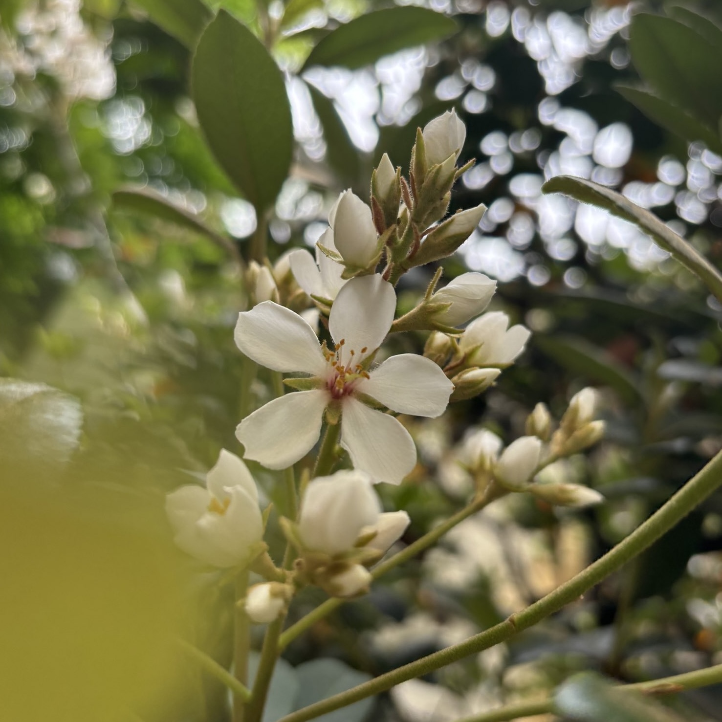 close up of a single white cherry blossom