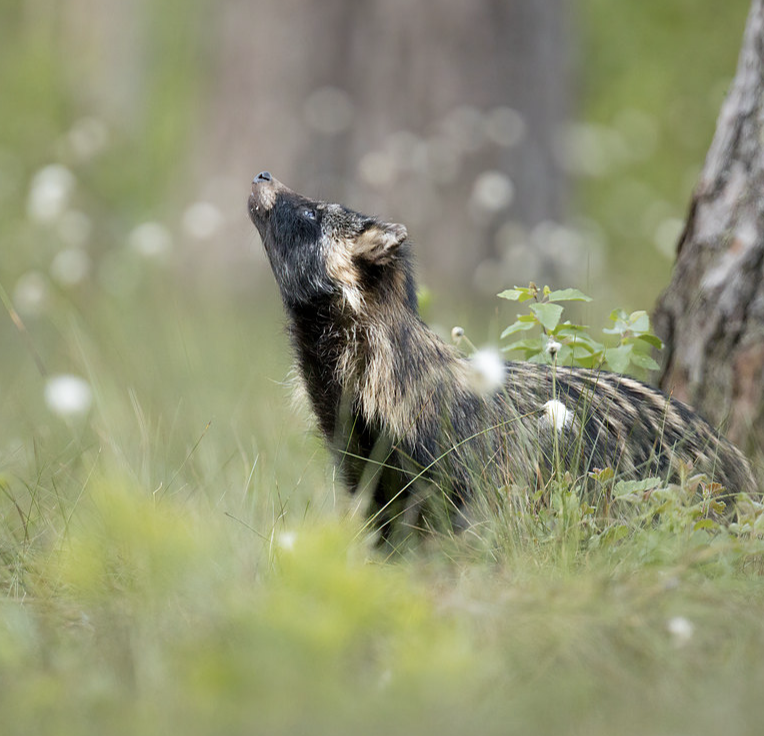 a tanuki