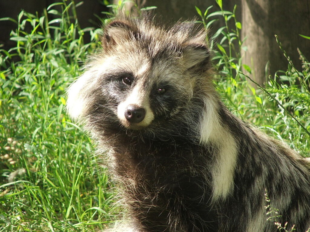 a tanuki