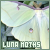 luna moths (animals)