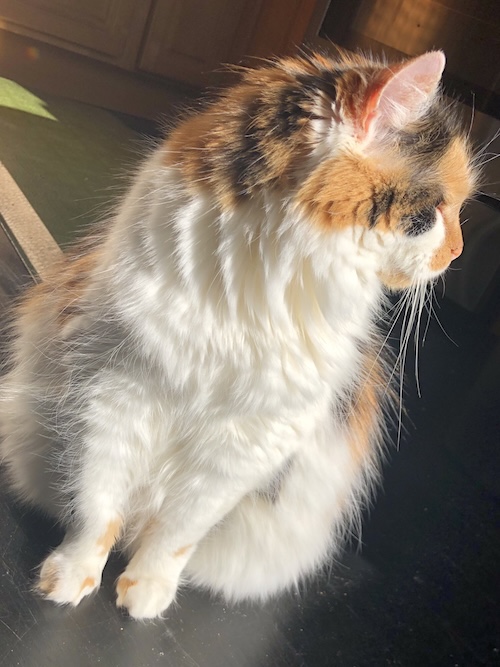 long haired calico cat lit up by the sunlight like an angel